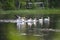 American white pelicans along a river