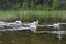 American white pelicans along a river