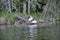 American white pelicans along a river