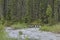 American white pelicans along a river