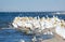 American White Pelicans, California, US