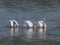 American white pelicans feeding in the morning at yellowstone