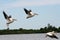 American White Pelicans in Flight