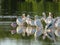 American White Pelicans in Florida