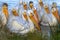 American White Pelicans in a Huddle
