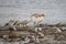 American White Pelicans Interacting Near Gulls