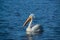 American white pelicans migrate through Colorado every spring