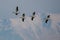 American White Pelicans on a migration path with the Rocky mountains in the background