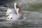 American White Pelicans Pelecanus erythrorhynchos