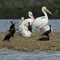 American White Pelicans Pelecanus erythrorhynchos and double-crested cormorants Phalacrocorax auritus