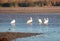 American White Pelicans in the Santa Clara river at McGrath State Park on the Pacific coast at Ventura California USA