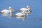 American white pelicans, Shoreline Park, Mountain View, California