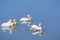 American white pelicans, Shoreline Park, Mountain View, California