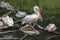 American white pelicans sleeping on the branches in a group. Pelecanus erythrorhynchos