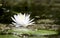 American White Water Lily flower blooming on a lily pad in the Okefenokee Swamp, Georgia