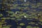 American white waterlilies blooming natural and wild in black reflective water with reeds and lily pads