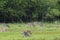 American Whitetail on alert