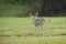 American Whitetail buck in the rain