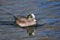 American Widgeon