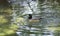 American Widgeon Duck