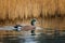 American Widgeon swimming in still water with golden fall colors background