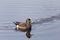 American Widgeon / Wigeon