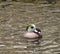 American Wigeon