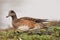 American Wigeon