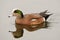 American Wigeon