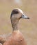 American Wigeon in Alaska