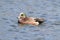 American Wigeon (Anas americana)