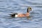 American Wigeon (Anas americana)