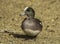 American Wigeon Drake