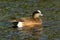 American Wigeon Drake