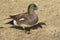 American Wigeon Duck Drake