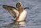 American Wigeon Duck flapping her wings