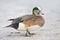 American Wigeon Duck - Male