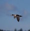 American Wigeon flying over wetland pond