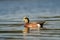 American Wigeon resting in pond