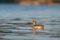 American Wigeon resting in pond