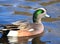 American Wigeon Swimming Duck