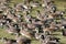 American Wigeons on Grass