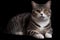 American Wirehair cat (Generative AI)