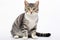 American Wirehair Cat Upright On A White Background