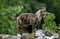 American Wirehair Domestic Cat, Adult standing on Wall