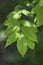 American wisteria