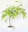 American Wisteria Flowering Bonsai Tree