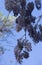 American Wisteria Hanging Down From A Vine