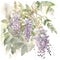 American Wisteria watercolor