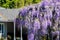 American wisteria Wisteria frutescens blooming in springtime in front of a house, California